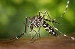 mosquito, insect, mosquito bite, blood sucker, blood sucking, tiger mosquito, forest mosquito, asian tiger mosquito, aedes albopictus, animal, closeup, mosquito, nature, mosquito, mosquito, mosquito, mosquito