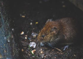 Close-up of a bank vole exploring forest floor, showcasing its natural habitat.