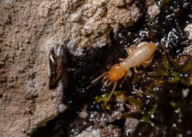 Detailed macro shot of a termite on wood, showcasing insect behavior and texture.