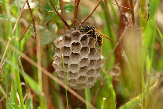 Wasp perched on a detailed honeycomb nest amidst grass, showcasing nature's intricacy.