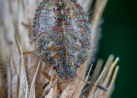 Close-up macro shot of a common bed bug perched on plant material, showcasing the intricate details of its exoskeleton.
